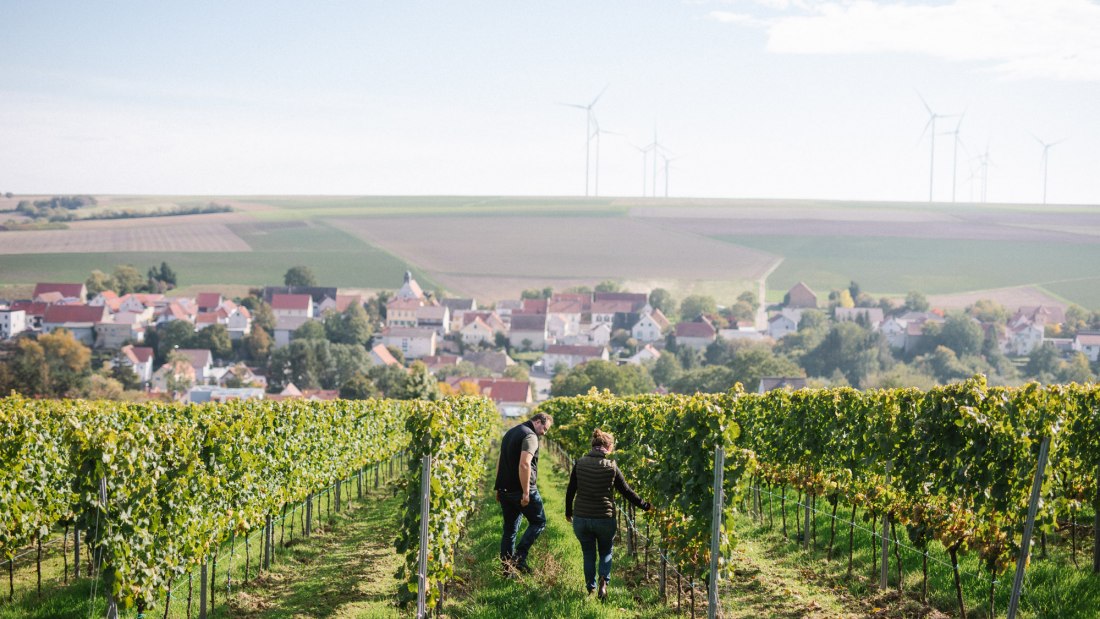 Weingut Müller-Oswald_Weinreben 2, © Weingut Müller-Oswald