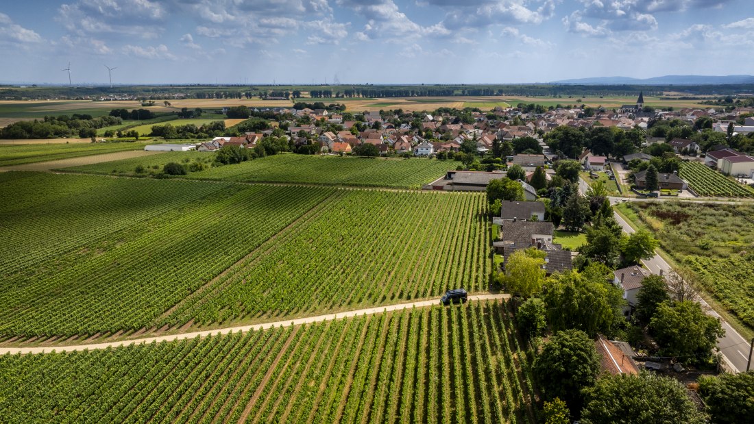 Gundheimer Hungerbiene, © Torsten Silz