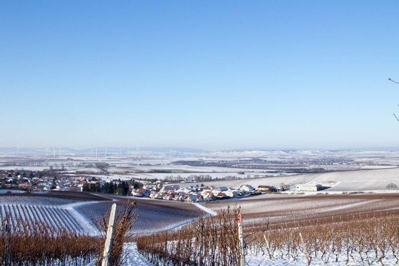 Weinhaus Uhl_Reben im Schnee, © Weinhaus Uhl