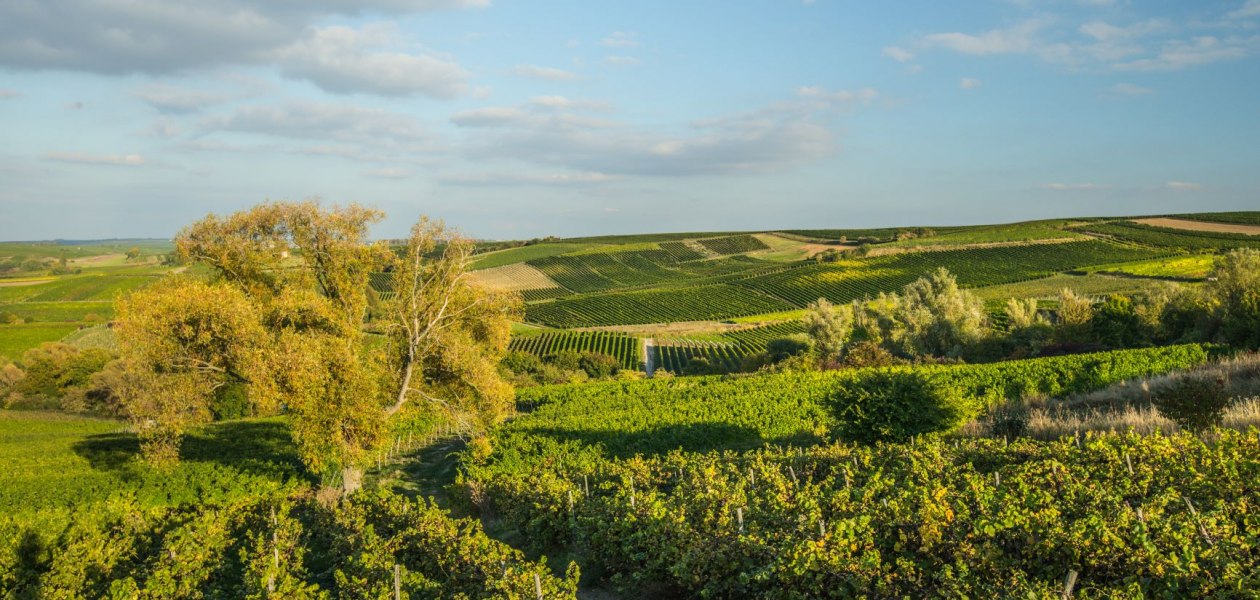 Weingut Rollanderhof_Weinberg, © Weingut Rollanderhof