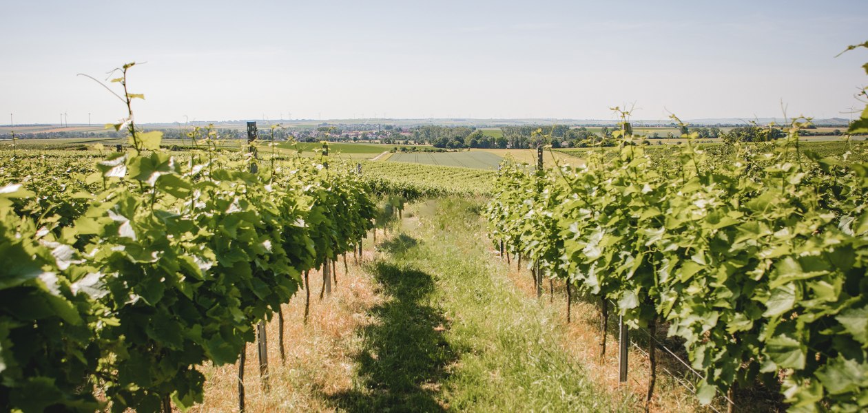 Weinberg ohne Picknick, © Weingut Abthof