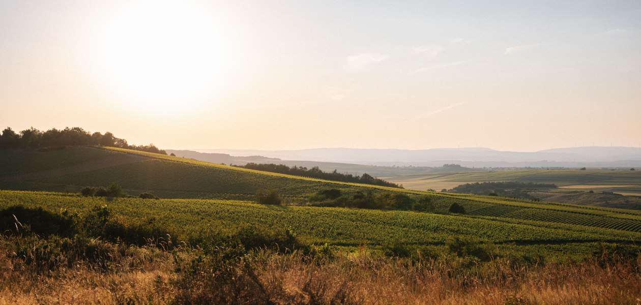 Weingut Müller-Oswald_Weinberge, © Weingut Müller-Oswald