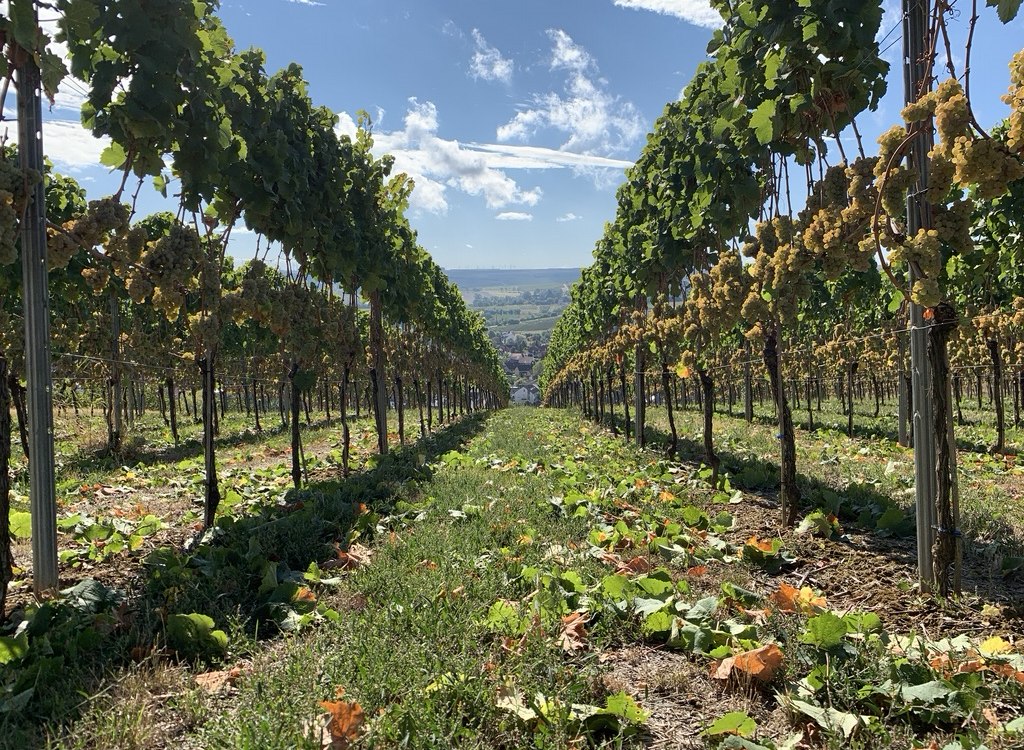 Weingut Kruppenbacher_Weinreben, © Weingut Kruppenbacher