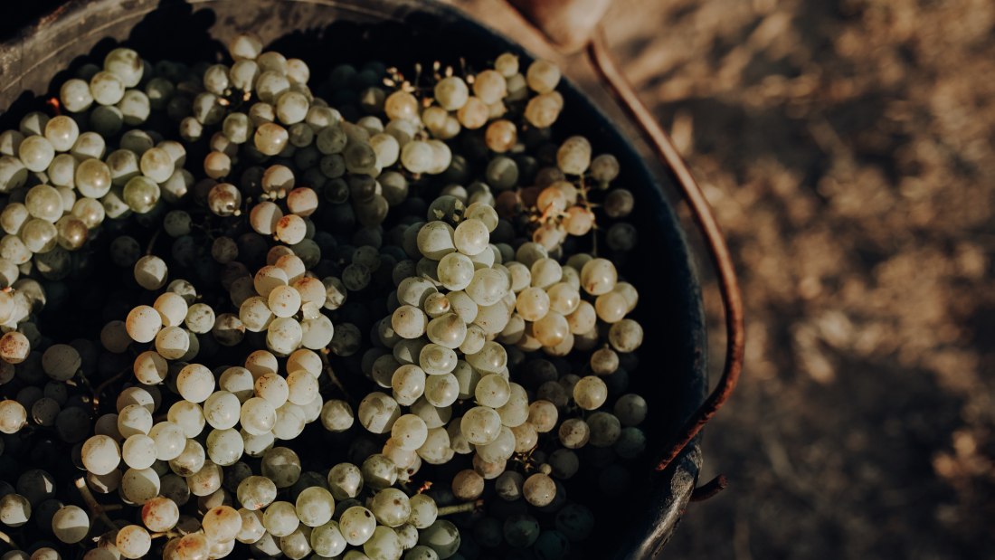 Weingut Bernhard_Trauben, © Ines Barwig