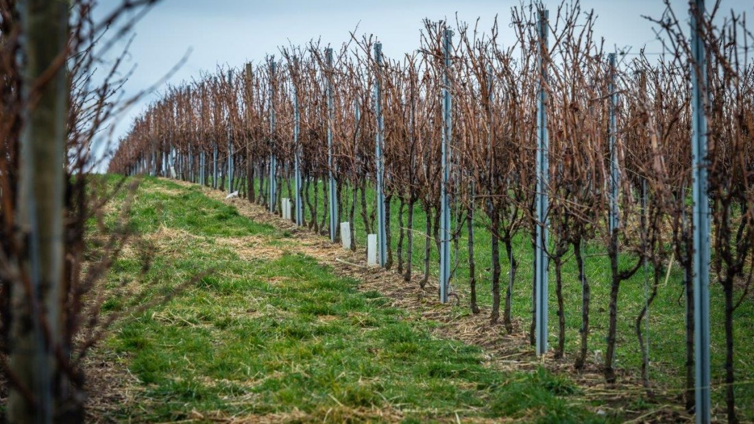 Weingut Georg Mahn_Weinberg, © Weingut Georg Mahn