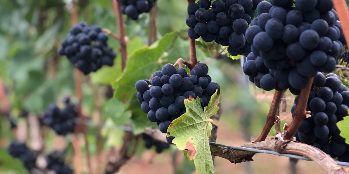 Weingut Boxheimerhof_Rote Trauben, © Weingut Boxheimerhof