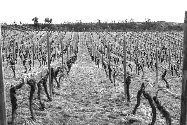 Weingut Brandt_Weinreben, © Weingut Brandt