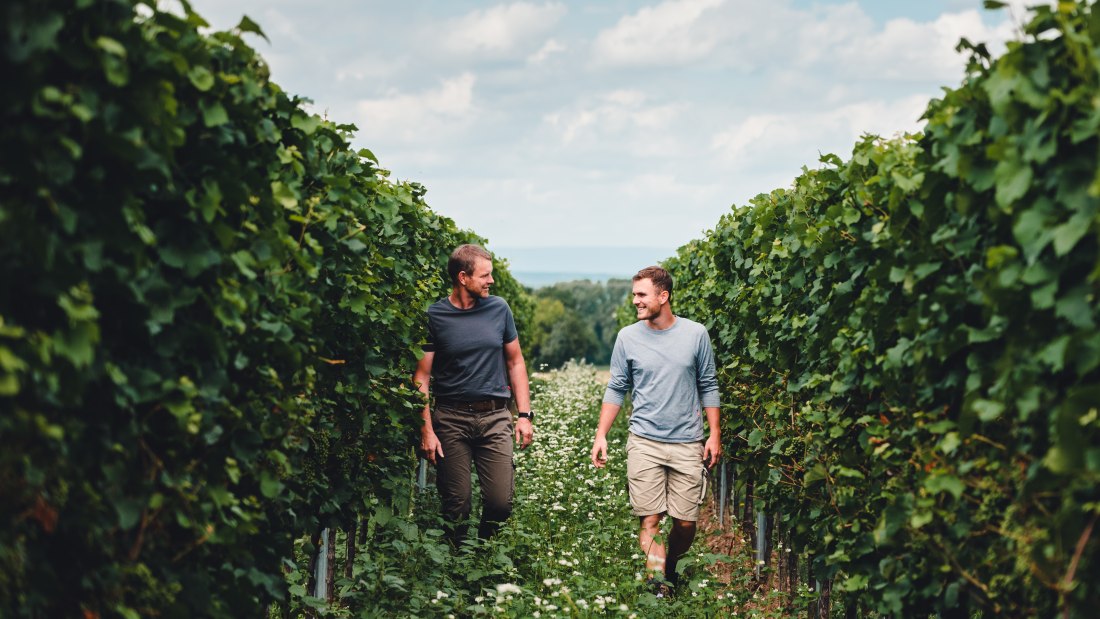 Weingut Kissinger_Weinberg, © Clemens Hess