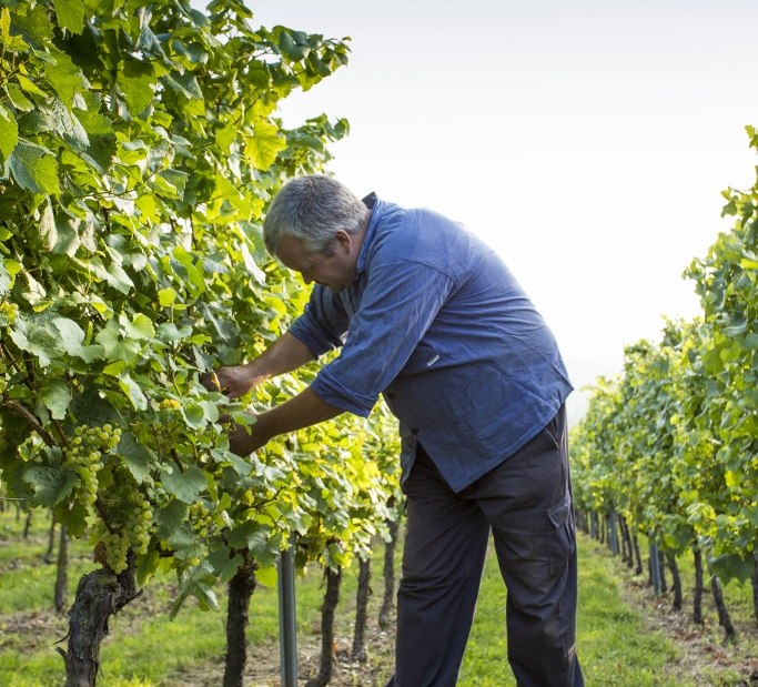 Weingut Helmut Best_Weinlese, © Weingut Helmut Best