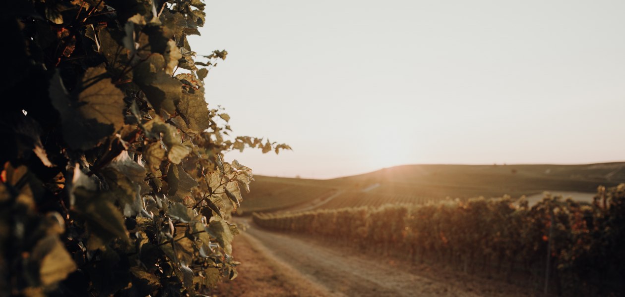 Weingut Bernhard_Weinreben Sonnenuntergang, © Ines Barwig